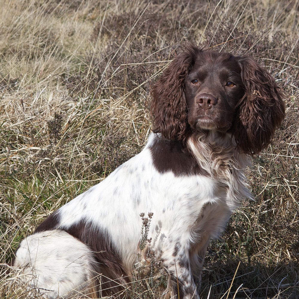 English Springer Spaniels at Stud | Will Clulee Poolgreen Gundogs