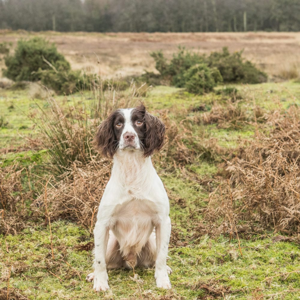 English Springer Spaniels at Stud | Will Clulee Poolgreen Gundogs