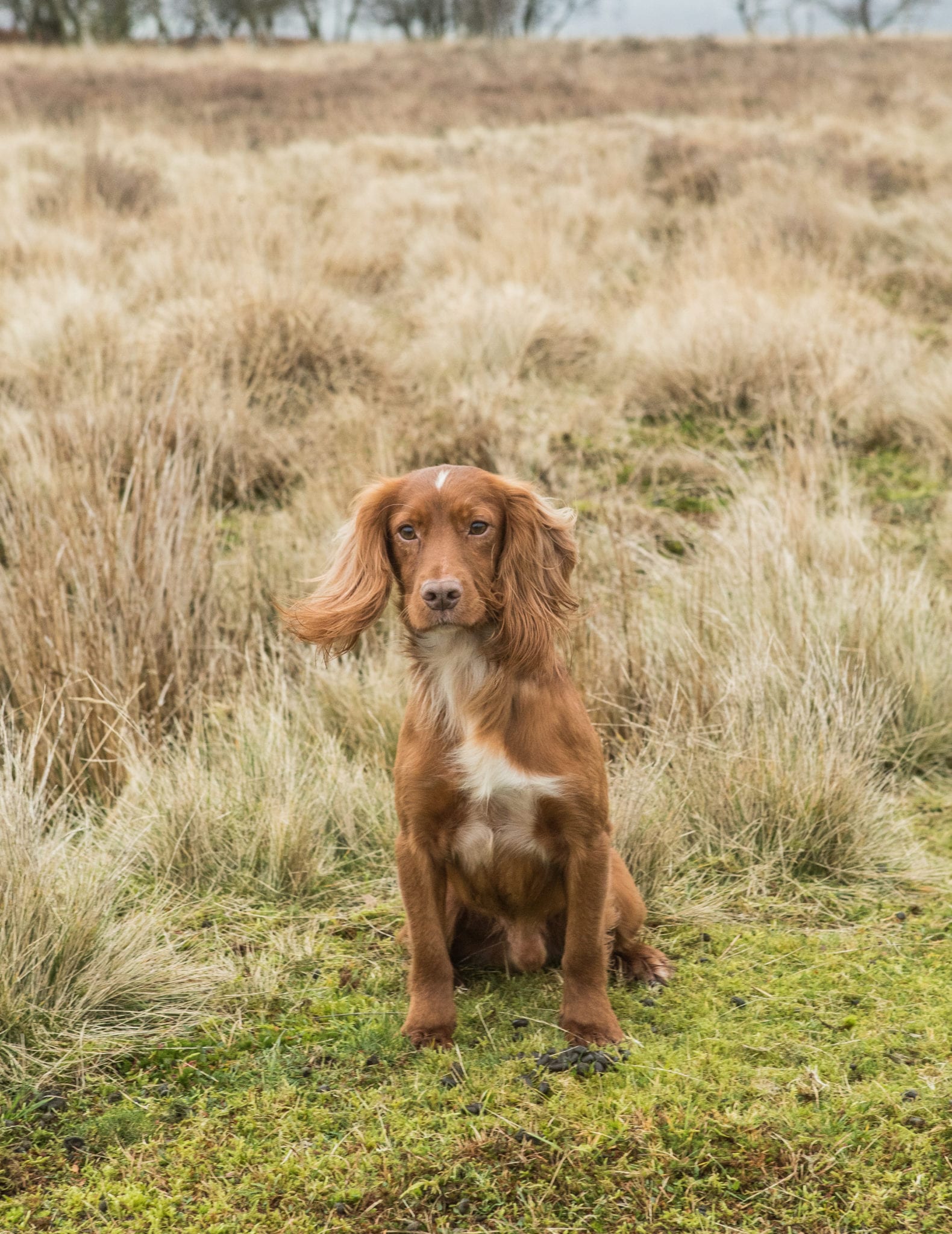 Achievements | Will Clulee Poolgreen Gundogs