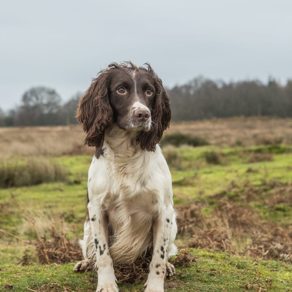 English Springer Spaniels at Stud | Will Clulee Poolgreen Gundogs