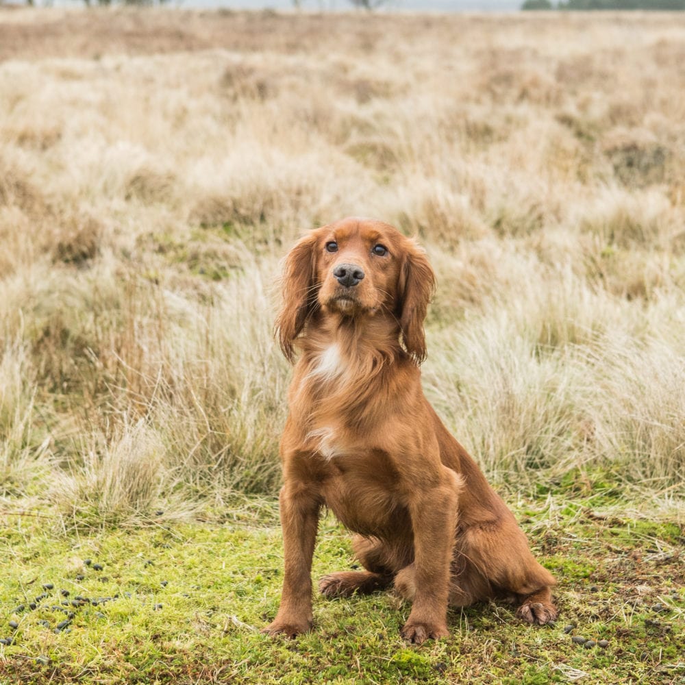 Cocker Spaniels at Stud | Will Clulee Poolgreen Gundogs