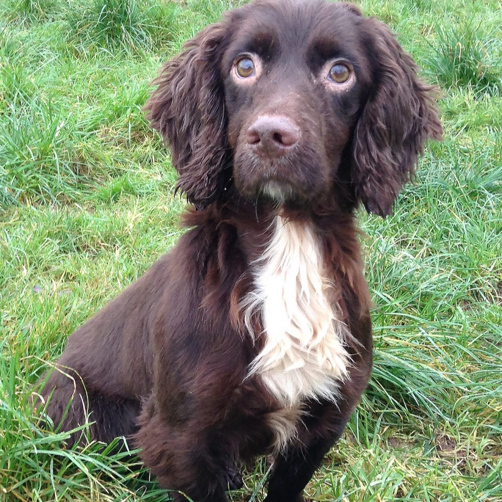 Cocker Spaniels at Stud | Will Clulee Poolgreen Gundogs