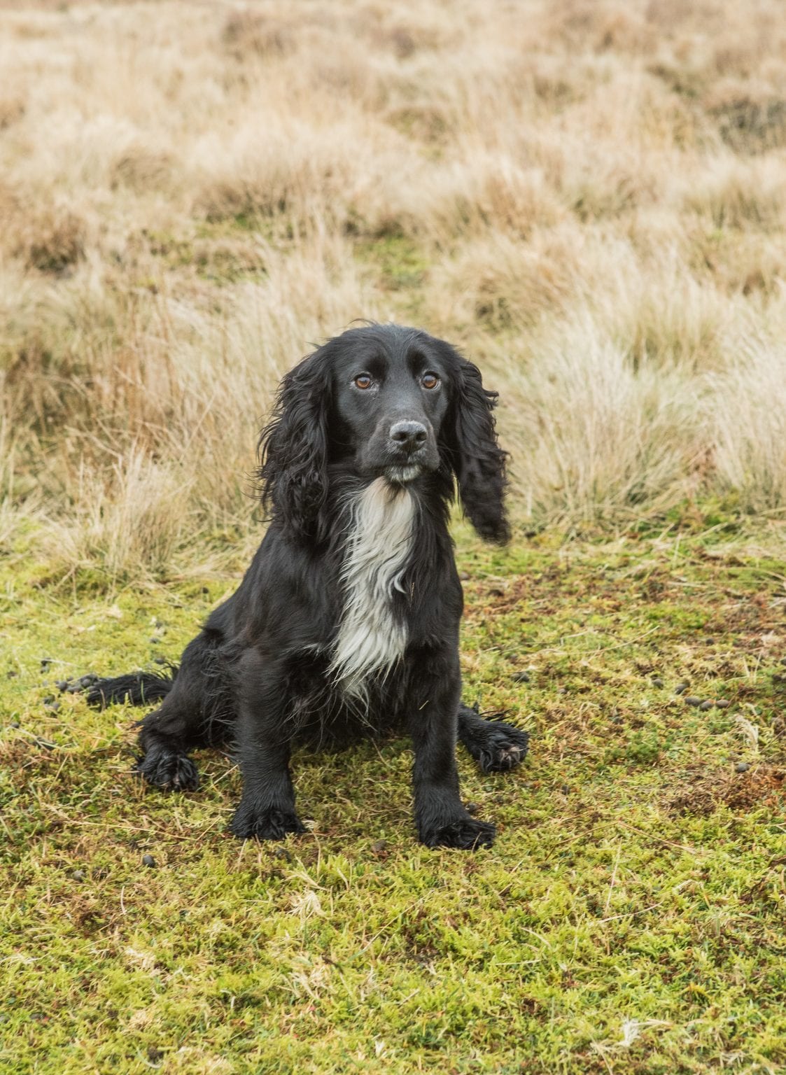 Achievements | Will Clulee Poolgreen Gundogs