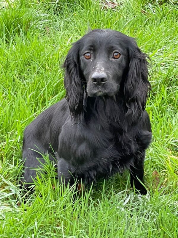 Achievements | Will Clulee Poolgreen Gundogs