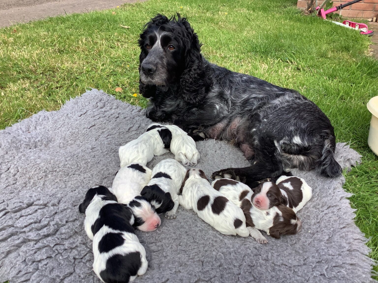 Puppies | Will Clulee Poolgreen Gundogs